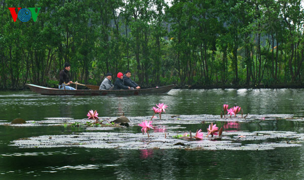 The beauty of Yen Stream in water lily flower season